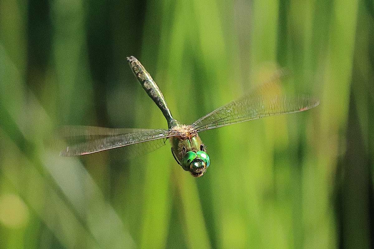 Somatochlora_metallica